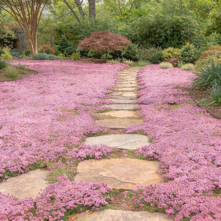 Creeping, Thyme Seeds - Packet image number null